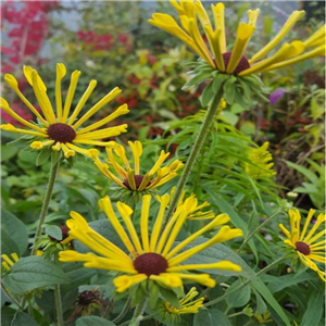 Rudbeckia Subtomentosa 'Little Henry'